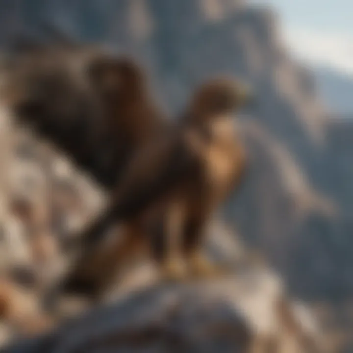 Golden eagle perched on a rocky outcrop