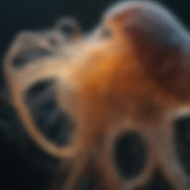 The Unique Anatomy of Jellyfish A close-up view of a jellyfish showcasing its unique biological structure.