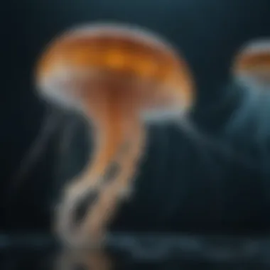 The Enigmatic Beauty of Jellyfish A mesmerizing jellyfish gracefully floating in the deep ocean.