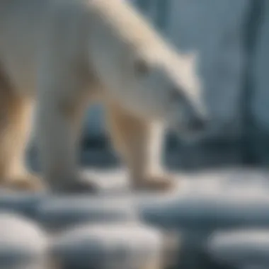 A polar bear struggling on a shrinking ice cap.