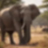 Majestic elephant roaming in the savanna