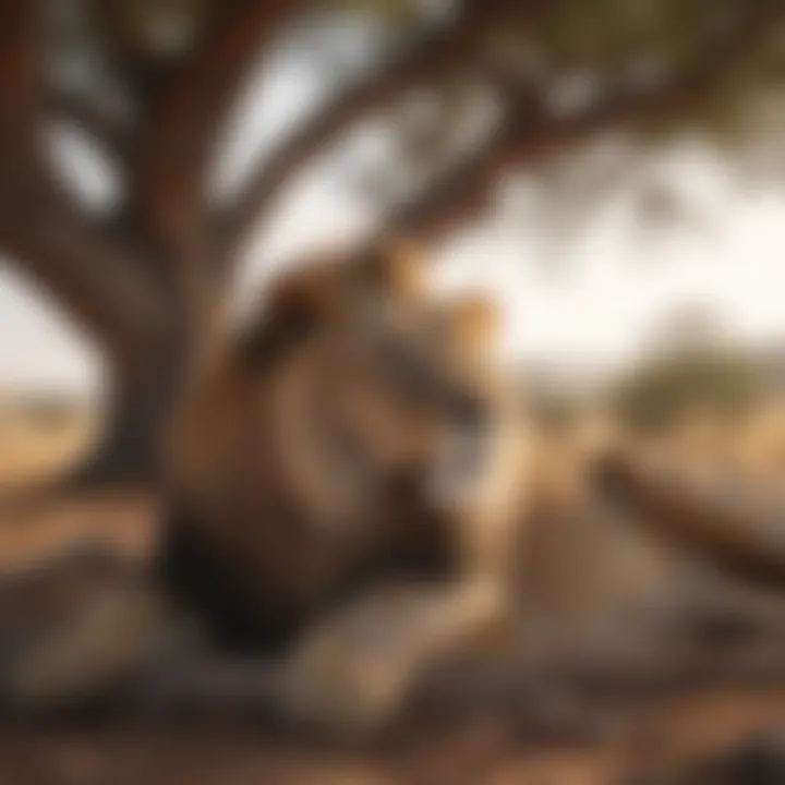 Powerful lion resting under a tree