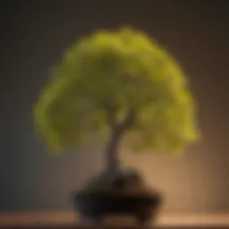 Ginkgo bonsai showcasing its distinctive fan-shaped leaves