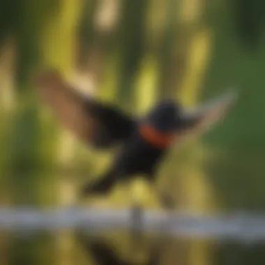 A vibrant Red-winged Blackbird in flight, capturing the elegance and agility of this species.