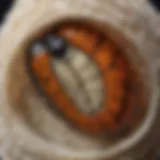 A close-up view of a butterfly cocoon highlighting its intricate texture