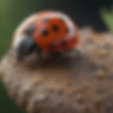 Graph depicting the conservation status of different ladybug species