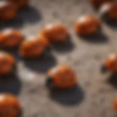 Life Cycle of Ladybugs Illustration of ladybug life cycle from egg to adult