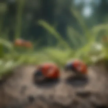 Ladybugs at Work in Nature Ladybugs in a natural habitat, emphasizing their role in pest control