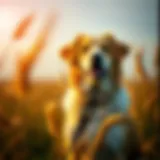 The Origins of Royal Canin Dog Food: A Comprehensive Overview Introduction