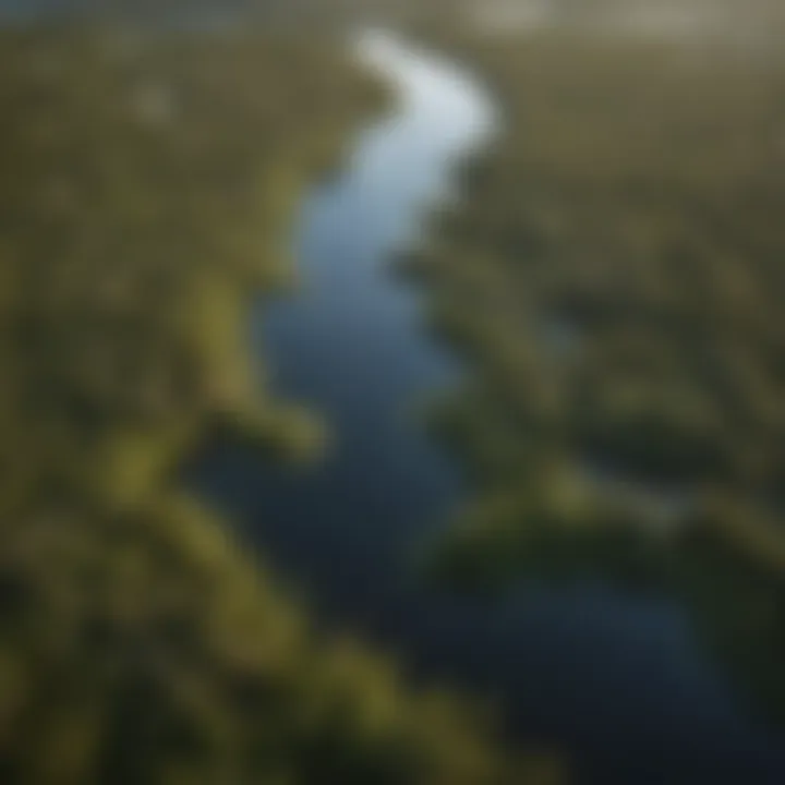 An aerial view of the Florida Everglades, highlighting the ecosystem affected by pythons