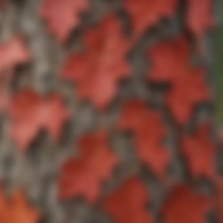Close-up of red maple tree bark highlighting its unique texture