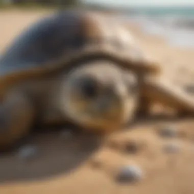 Sea Turtle Nesting on Sandy Beach Close-up of a sea turtle nesting on a sandy beach