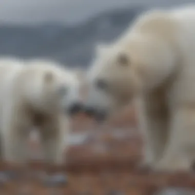 Polar bears foraging together, showcasing cooperative behavior