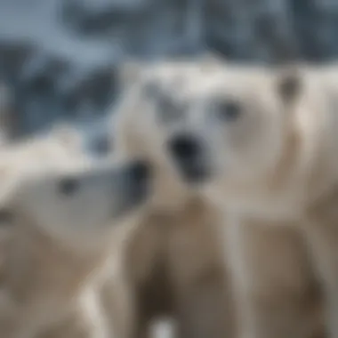 A group of polar bears interacting in the Arctic environment