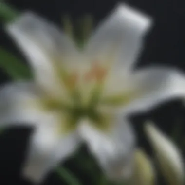 Cultural Significance of the White Lily in Art Artistic representation of a white lily in classical literature, highlighting its cultural significance.