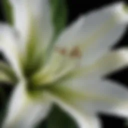 A close-up view of a white lily showcasing its delicate petals and vibrant green leaves.
