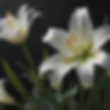 Ecological Role of the White Lily Illustration depicting the ecological role of white lilies in their natural habitat.