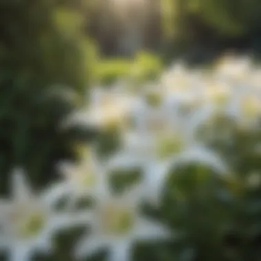 Tranquil Garden of White Lilies A serene garden setting featuring white lilies in full bloom, symbolizing purity and tranquility.