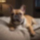 Elegant French Bulldog resting on a plush cushion