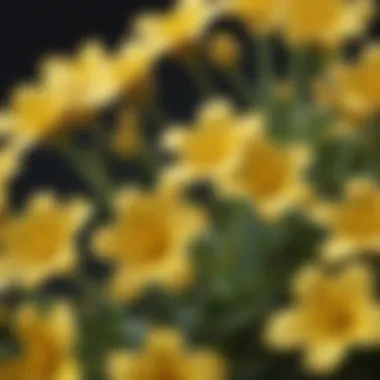 Intricate Petal Structures of Tiny Yellow Flowers Close-up of tiny yellow flowers showcasing intricate petal structures