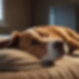 Dog resting comfortably after TPLO surgery