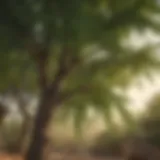 A flourishing neem tree with vibrant green leaves