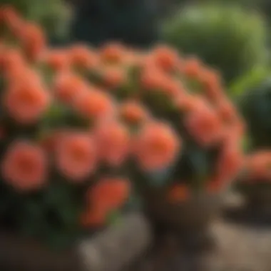 Stunning Blooming Tuberous Begonias A vibrant display of blooming tuberous begonias in a garden setting