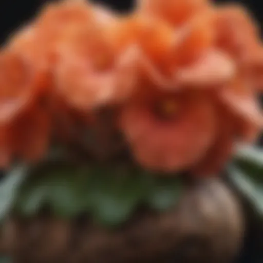 Close-up view of a tuberous begonia tuber showcasing its texture and form