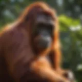 Sumatran orangutan in its natural habitat