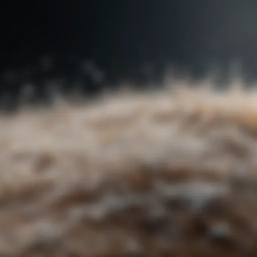 Close-up of Labrador's coat showing dandruff flakes