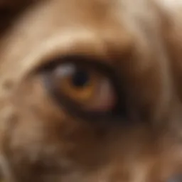 Close-up view of a dog's skin affected by ringworm infection