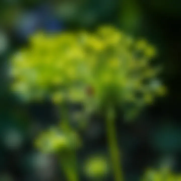 Dill plant attracting beneficial insects in a garden