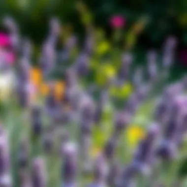 Lavender growing in a vibrant garden setting