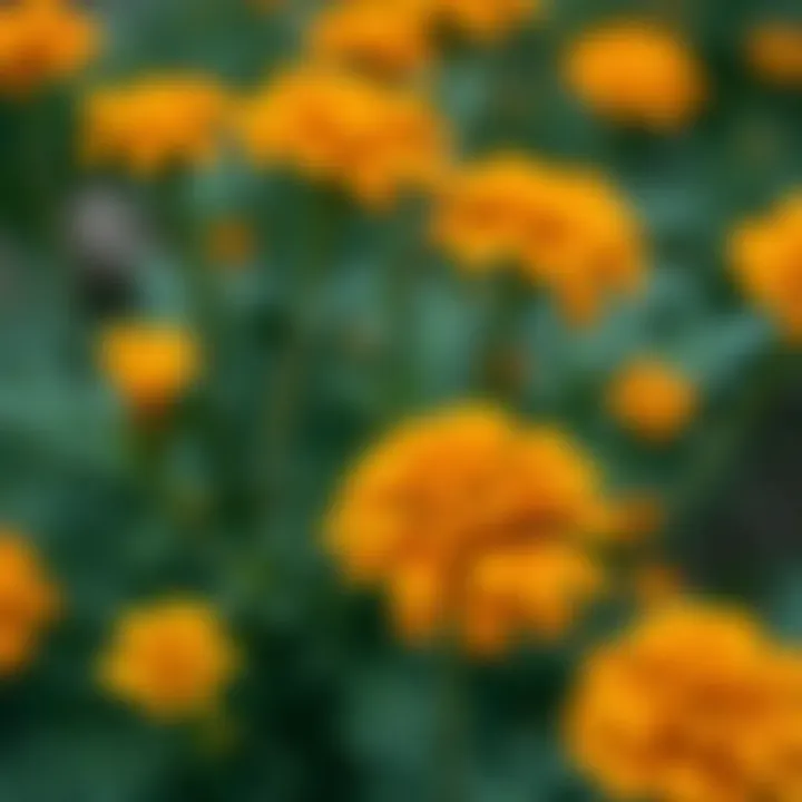 Close-up of aphid-repellent marigold flowers
