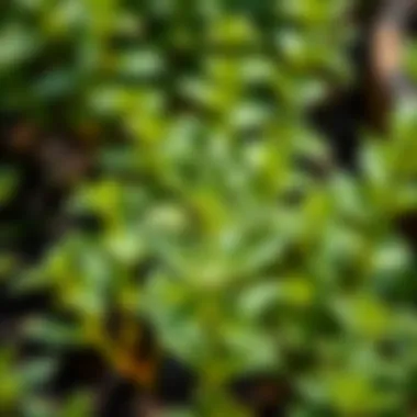 Aromatic mint plants flourishing in a garden