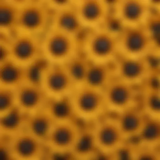 Close-up view of Brown Eyed Susan seeds showcasing their unique texture