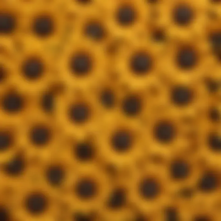 Close-up view of Brown Eyed Susan seeds showcasing their unique texture