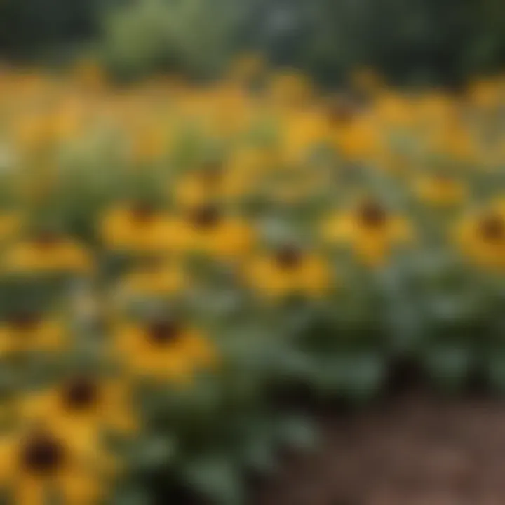 A thriving garden featuring Brown Eyed Susans in full bloom, attracting various pollinators