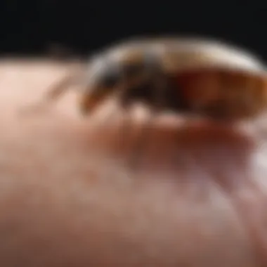 Effective Treatments for Blistering Bug Bites Visual representation of treatment options for blister-inducing bug bites