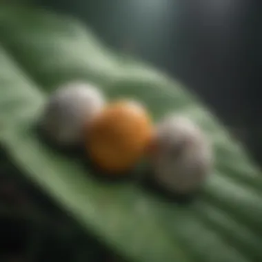 Close-up view of butterfly eggs on a leaf.