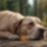 Overview of canine diarrhea symptoms