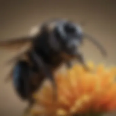 Close-up of a carpenter bee on a flower, showcasing its distinctive features