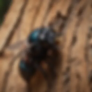 A carpenter bee nesting in wood, illustrating its behavior