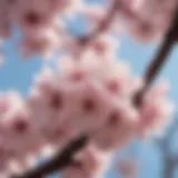 Close-up view of cherry blossoms blooming in spring