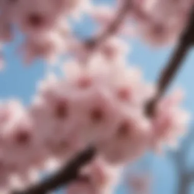 Close-up view of cherry blossoms blooming in spring