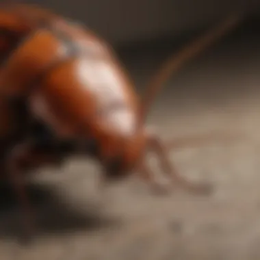 Biological Structure of Cockroaches Diagram of the biological structure of a cockroach
