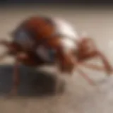 Close-up view of a cockroach on a surface