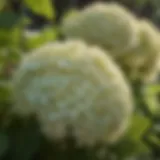 Stunning Limelight Hydrangea in full bloom showcasing vibrant blooms