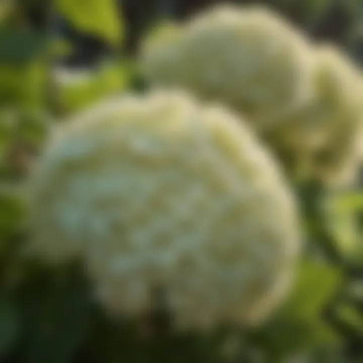 Stunning Limelight Hydrangea in full bloom showcasing vibrant blooms