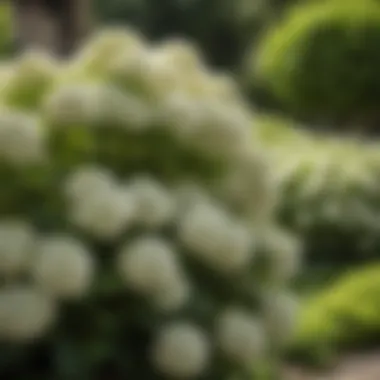 Limelight Hydrangea as a Garden Focal Point A beautifully landscaped garden featuring Limelight Hydrangea as a focal point